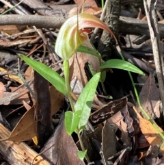 Pterostylis pulchella at Robertson - suppressed