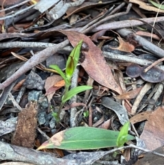 Pterostylis pulchella at Robertson - suppressed