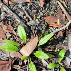 Plantago debilis (Shade Plantain) at Robertson - 2 Mar 2024 by Tapirlord