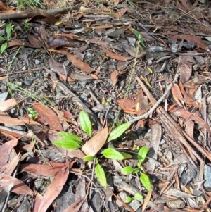 Plantago debilis at Robertson - 3 Mar 2024 10:10 AM