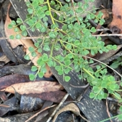 Bossiaea obcordata (Spiny Bossiaea) at Wingecarribee Local Government Area - 3 Mar 2024 by Tapirlord