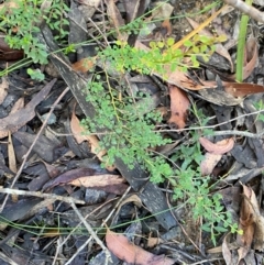 Bossiaea obcordata at Robertson - 3 Mar 2024 10:06 AM