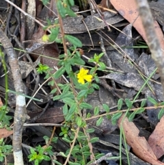 Hibbertia empetrifolia subsp. empetrifolia at Robertson, NSW - 2 Mar 2024 by Tapirlord