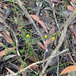 Hibbertia empetrifolia subsp. empetrifolia at Robertson - 3 Mar 2024