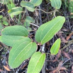 Smilax australis (Barbed-Wire Vine) at Wingecarribee Local Government Area - 2 Mar 2024 by Tapirlord