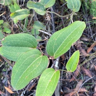 Smilax australis (Barbed-Wire Vine) at Robertson - 2 Mar 2024 by Tapirlord