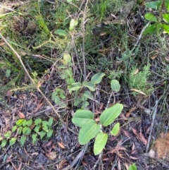 Smilax australis at Robertson - 3 Mar 2024