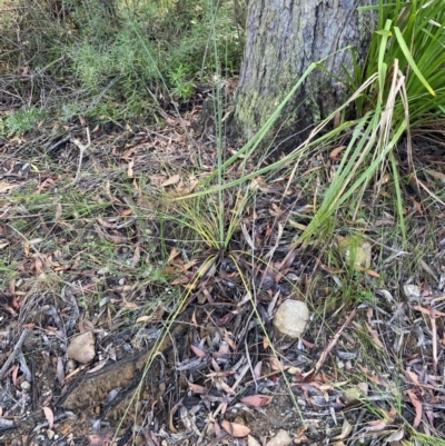 Xanthorrhoea concava (Grass Tree) at Robertson - 3 Mar 2024 by Tapirlord