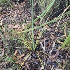 Xanthorrhoea concava at Robertson - suppressed