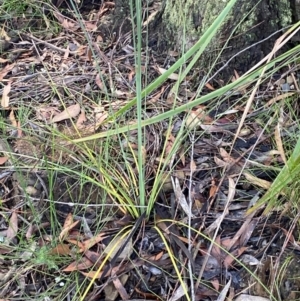 Xanthorrhoea concava at Robertson - 3 Mar 2024