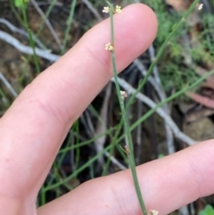 Amperea xiphoclada var. xiphoclada (Broom Spurge) at Robertson - 3 Mar 2024 by Tapirlord