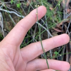 Amperea xiphoclada var. xiphoclada at Robertson - 3 Mar 2024