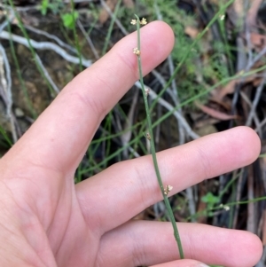 Amperea xiphoclada var. xiphoclada at Robertson - 3 Mar 2024