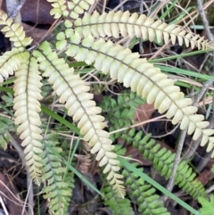 Adiantum hispidulum var. hispidulum (Rough Maidenhair) at Morton National Park - 3 Mar 2024 by Tapirlord