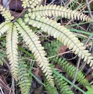 Adiantum hispidulum var. hispidulum at Morton National Park - 3 Mar 2024