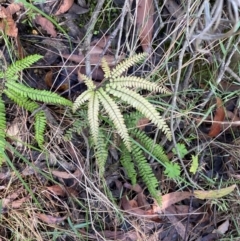 Adiantum hispidulum var. hispidulum at Morton National Park - 3 Mar 2024