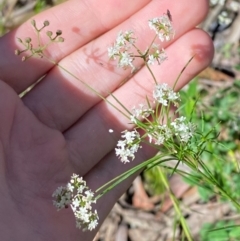 Platysace linearifolia (Narrow-leaved Platysace) at Morton National Park - 2 Mar 2024 by Tapirlord