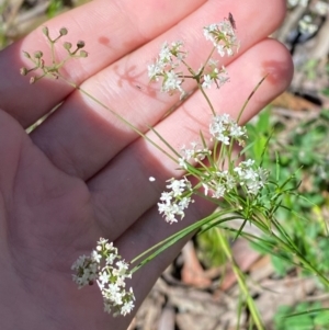 Platysace linearifolia at Morton National Park - 3 Mar 2024