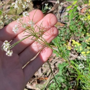 Platysace linearifolia at Morton National Park - 3 Mar 2024