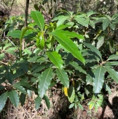 Pittosporum undulatum (Sweet Pittosporum) at Robertson, NSW - 2 Mar 2024 by Tapirlord