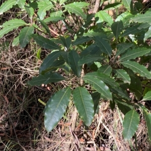 Pittosporum undulatum at Robertson - 3 Mar 2024