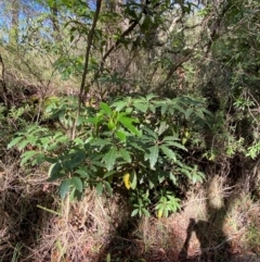 Pittosporum undulatum at Robertson - 3 Mar 2024 10:01 AM
