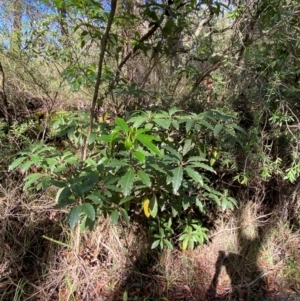 Pittosporum undulatum at Robertson - 3 Mar 2024 10:01 AM