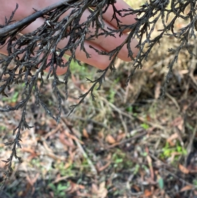 Gahnia sieberiana (Red-fruit Saw-sedge) at Robertson, NSW - 2 Mar 2024 by Tapirlord