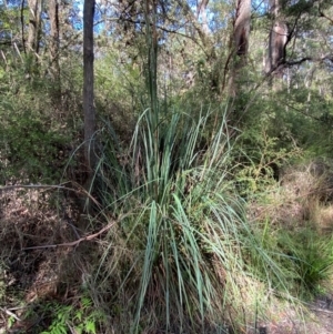 Gahnia sieberiana at Robertson - suppressed