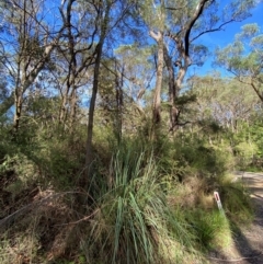 Gahnia sieberiana at Robertson - suppressed