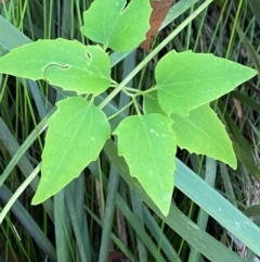 Clematis glycinoides (Headache Vine) at Wingecarribee Local Government Area - 2 Mar 2024 by Tapirlord