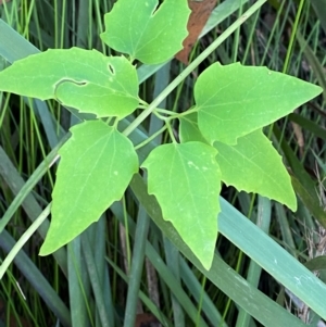 Clematis glycinoides at Robertson - 3 Mar 2024