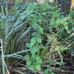 Clematis glycinoides at Robertson - 3 Mar 2024