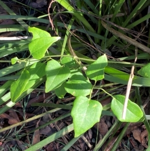 Clematis glycinoides at Robertson - 3 Mar 2024