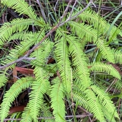 Sticherus lobatus (Spreading Fan Fern) at Wingecarribee Local Government Area - 3 Mar 2024 by Tapirlord