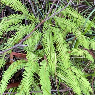 Sticherus lobatus (Spreading Fan Fern) at Wingecarribee Local Government Area - 3 Mar 2024 by Tapirlord
