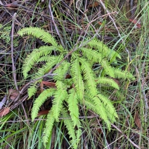 Sticherus lobatus at Wingecarribee Local Government Area - suppressed