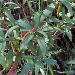 Leucopogon affinis at Morton National Park - 3 Mar 2024 09:59 AM