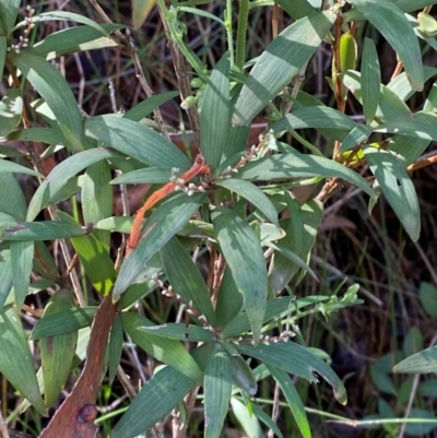 Leucopogon affinis (Lance Beard-heath) at Morton National Park - 3 Mar 2024 by Tapirlord