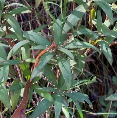 Leucopogon affinis (Lance Beard-heath) at Morton National Park - 2 Mar 2024 by Tapirlord