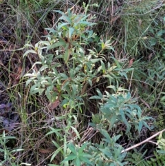 Styphelia affinis at Morton National Park - 3 Mar 2024