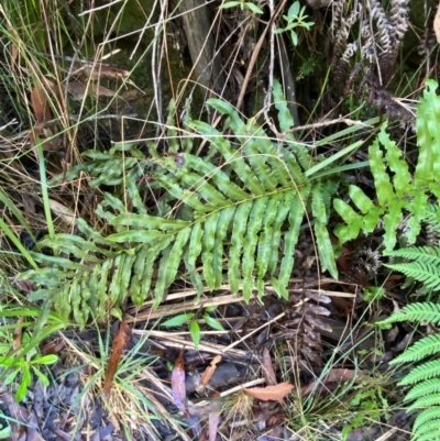 Blechnum minus (Soft Water Fern) at Robertson, NSW - 2 Mar 2024 by Tapirlord
