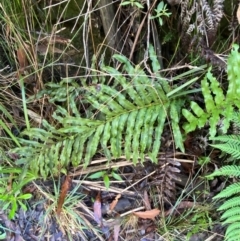 Blechnum minus (Soft Water Fern) at Wingecarribee Local Government Area - 2 Mar 2024 by Tapirlord