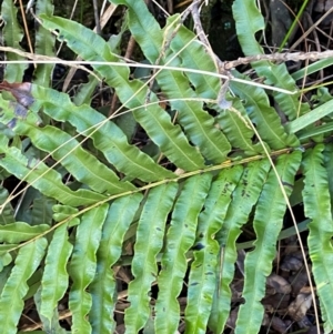 Blechnum minus at Morton National Park - 3 Mar 2024