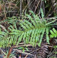 Blechnum minus at Morton National Park - 3 Mar 2024 09:59 AM