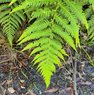 Cyathea australis subsp. australis (Rough Tree Fern) at Robertson, NSW - 2 Mar 2024 by Tapirlord