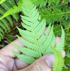 Cyathea australis subsp. australis at Morton National Park - suppressed