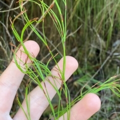 Caustis flexuosa (Curly Wigs) at Morton National Park - 3 Mar 2024 by Tapirlord