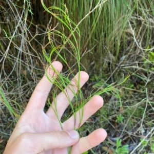 Caustis flexuosa at Morton National Park - suppressed