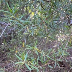 Persoonia mollis subsp. ledifolia at Robertson, NSW - 2 Mar 2024 by Tapirlord